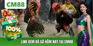 Đá Gà CM88 – Thế Giới Chiến Kê Đỉnh Cao, Cá Cược Kịch Tính