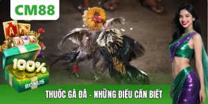 Đá Gà CM88 – Thế Giới Chiến Kê Đỉnh Cao, Cá Cược Kịch Tính