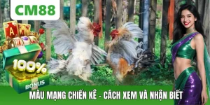 Đá Gà CM88 – Thế Giới Chiến Kê Đỉnh Cao, Cá Cược Kịch Tính