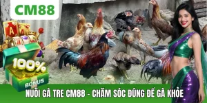 Đá Gà CM88 – Thế Giới Chiến Kê Đỉnh Cao, Cá Cược Kịch Tính