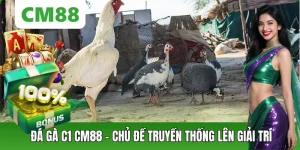Đá Gà CM88 – Thế Giới Chiến Kê Đỉnh Cao, Cá Cược Kịch Tính