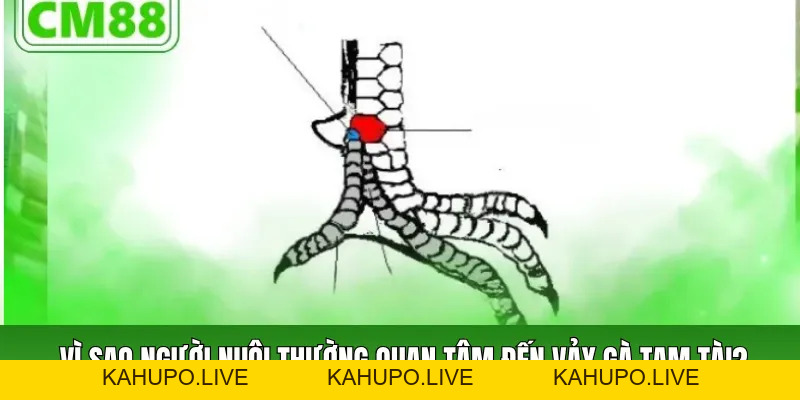 Vảy Gà Tam Tài Cách Nhận Biết, Ý Nghĩa Và Dạng Thường Gặp