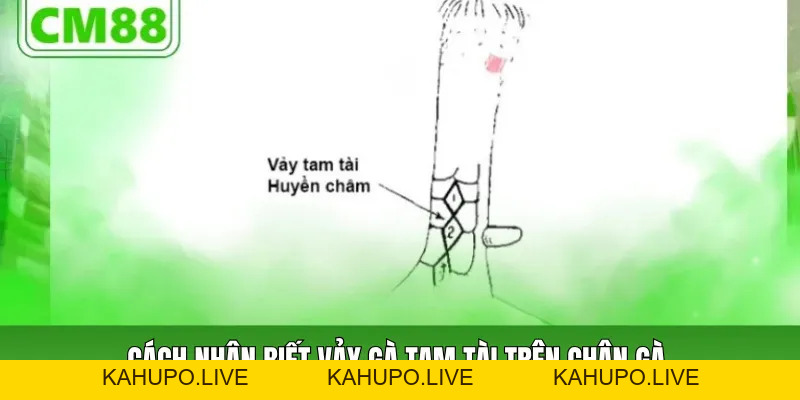 Vảy Gà Tam Tài Cách Nhận Biết, Ý Nghĩa Và Dạng Thường Gặp